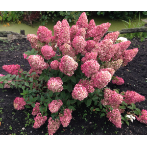 Šluotelinė hortenzija 'Sundae Fraise'