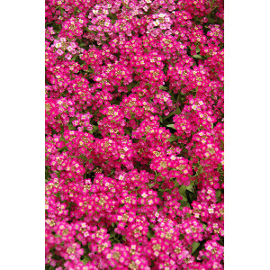 Daigas Jūrinis laibenis 'Wonderland Deep Rose'