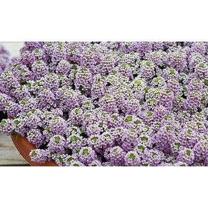 Daigas Jūrinis laibenis 'Wonderland Lavender'