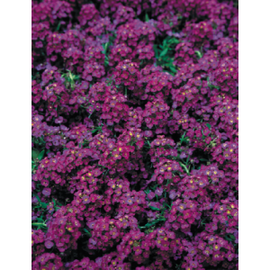 Daigas Jūrinis laibenis 'Wonderland Deep Purple'