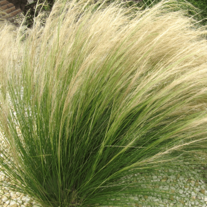 Ašuotė kibioji 'Pony tails'