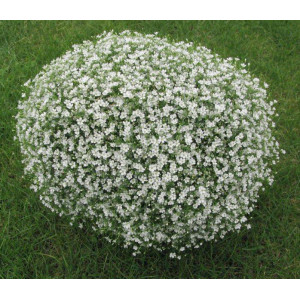 Dirvinė guboja 'Gypsy White'