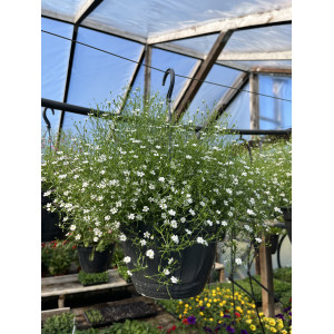Dirvinė guboja 'Gypsy White'