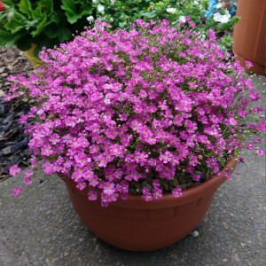 Dirvinė guboja 'Gypsy Deep Rose'