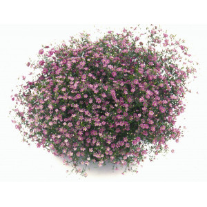 Dirvinė guboja 'Gypsy Deep Rose'