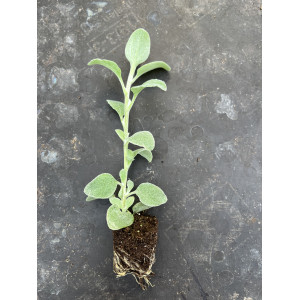 Daigas Žilasis šlamutis