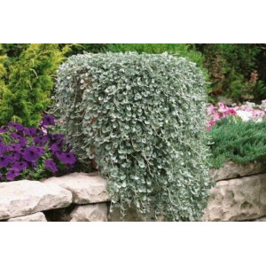 Sidabrinė dichondra 'Silver Falls"