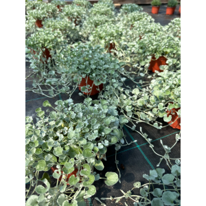 Sidabrinė dichondra 'Silver Falls"