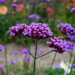 Patagoninė verbena