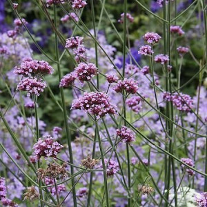 Patagoninė verbena