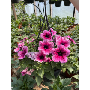 Surfinija 'Burgundy Gem'