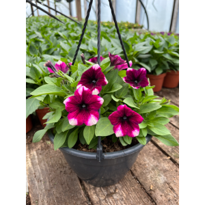 Surfinija 'Purple Touch'