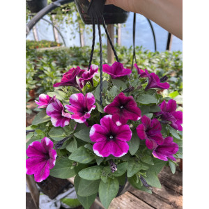 Surfinija 'Purple Touch'