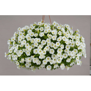 Smulkiažiedė petunija 'White Grace'