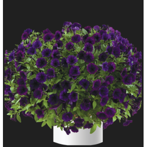 Smulkiažiedė petunija 'Purple blue'