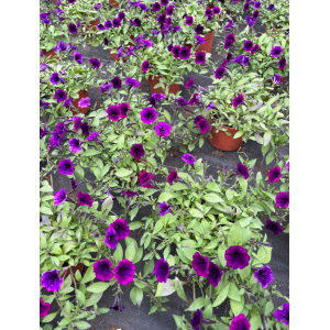 Smulkiažiedė petunija 'Purple blue'