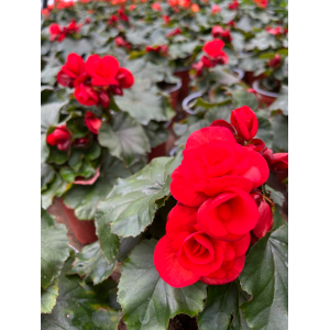 Begonija Elatior Ilona 'Veronica'