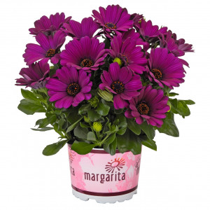 Laumakė (Kaulasėklis) ' Margarita Purple'