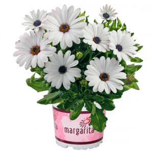 Laumakė (Kaulasėklis) 'Margarita White'