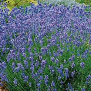 Levanda tikroji 'Hidcote Blue Strain"
