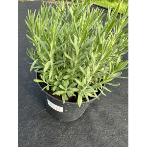 Levanda tikroji 'Hidcote Blue Strain"