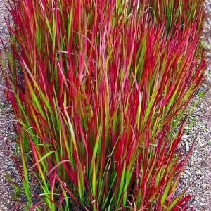 Imperata ritininė 'Red Baron"