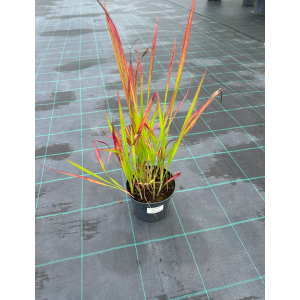 Imperata ritininė 'Red Baron"