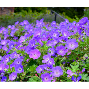 Snaputis 'Rozanne'