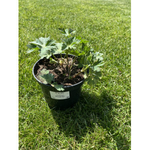 Snaputis 'Rozanne'