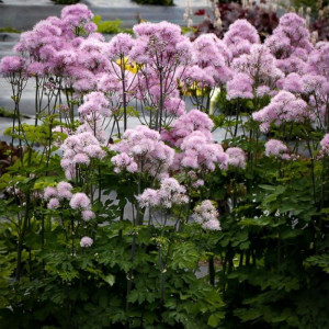 Vingiris sinavadalapis 'Nimbus Pink'