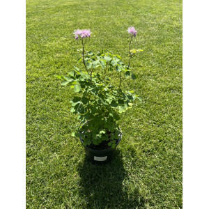 Vingiris sinavadalapis 'Nimbus Pink'