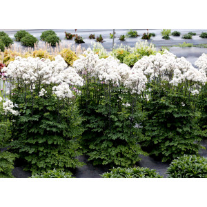 Vingiris sinavadalapis ' Nimbus White'