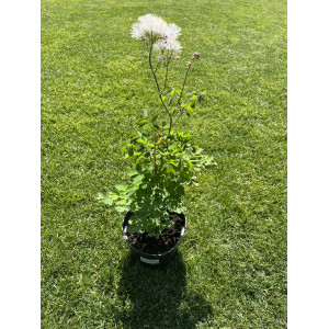 Vingiris sinavadalapis ' Nimbus White'