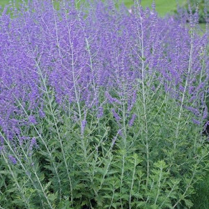 Mėlesas paprastasis 'Blue Spire'