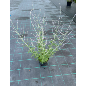 Mėlesas paprastasis 'Blue Spire'