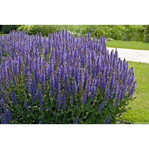 Gojinis šalavijas 'Blauhugel'