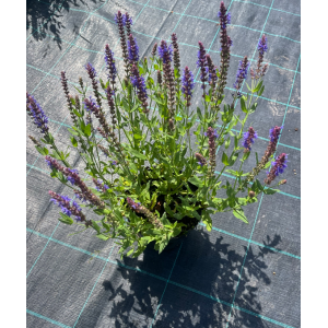 Gojinis šalavijas 'Blauhugel'