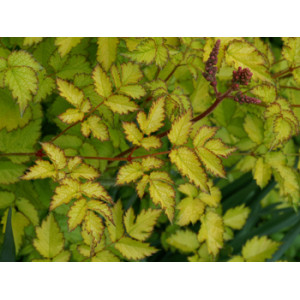 Astilbė 'Color Flash Lime'