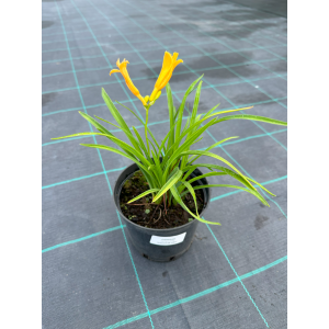 Viendienė 'Stella de oro'