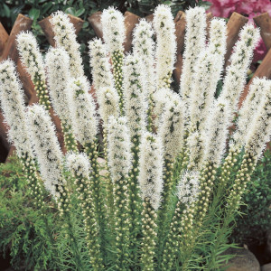 Liatris varpotasis 'Alba'