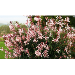 Gaura 'Graceful Pink'