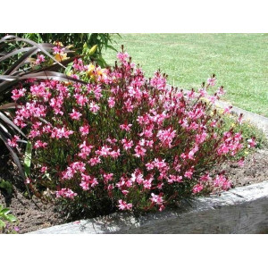 Gaura 'Passionate Blush'