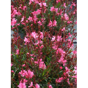 Gaura 'Pink'