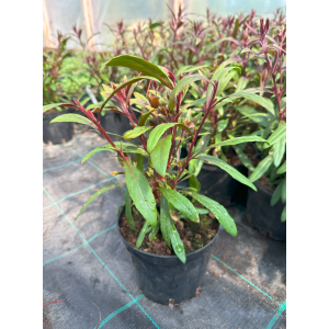 Gaura 'Pink'