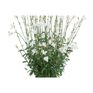 Gaura 'Nova'