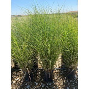 Miskantas kininis 'Gracillimus'