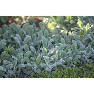 Notra vilnotoji 'Silver carpet'