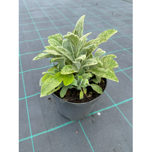 Notra vilnotoji 'Silver carpet'