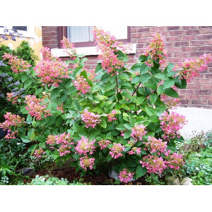 Hortenzija šluotelinė ' Pink Diamond'