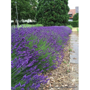 Levanda tikroji 'Hidcote'